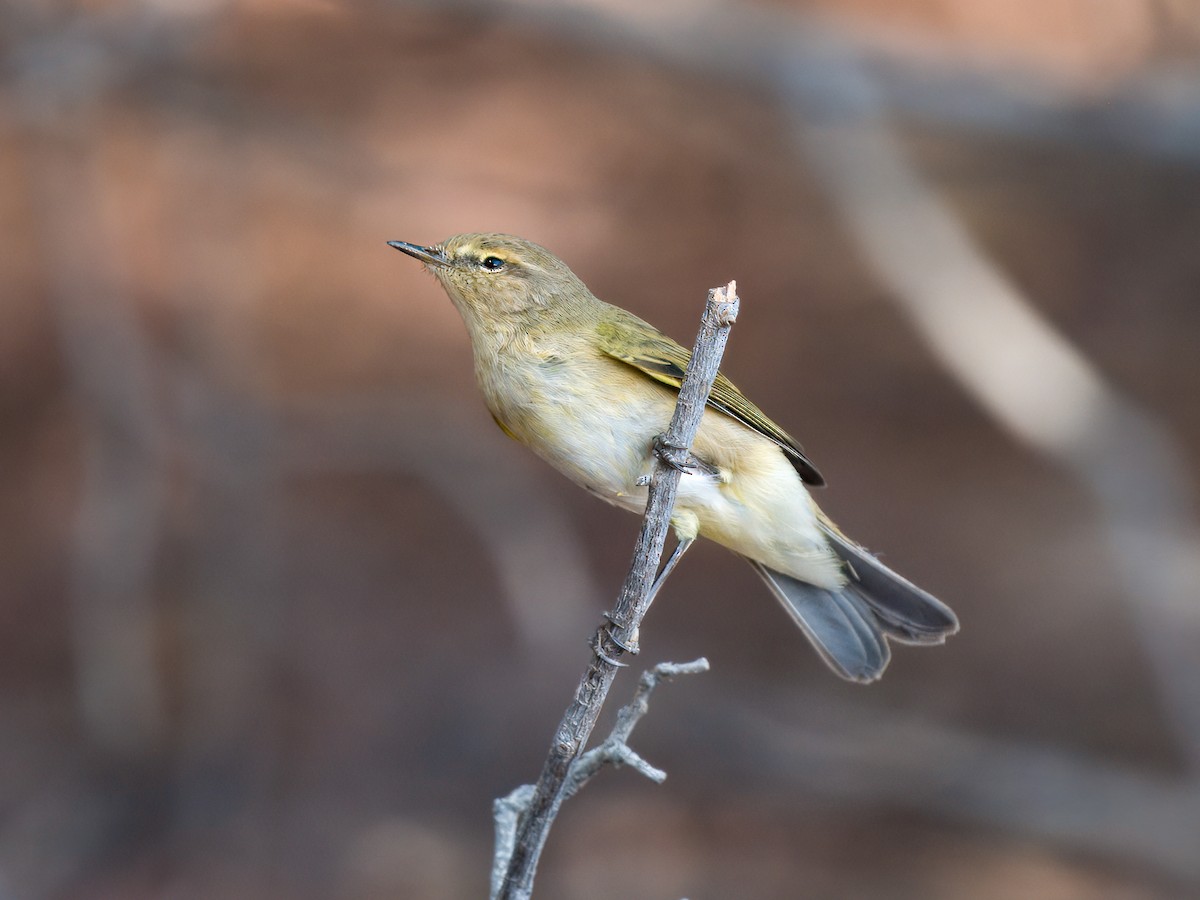Pouillot véloce - ML644544131