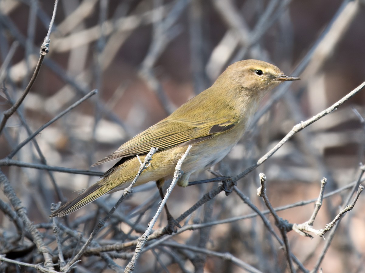 Pouillot véloce - ML644544132