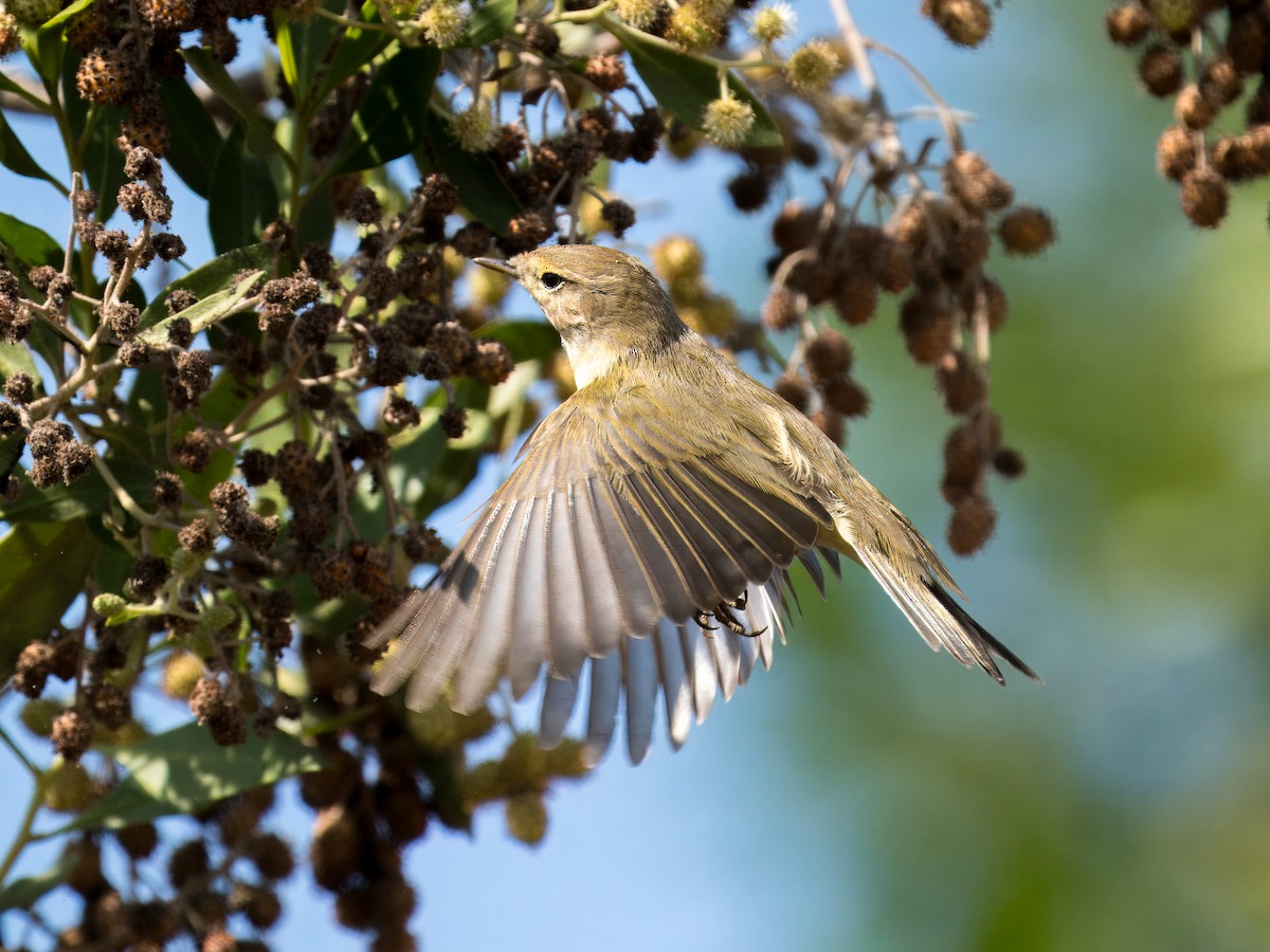 Pouillot véloce - ML644544133