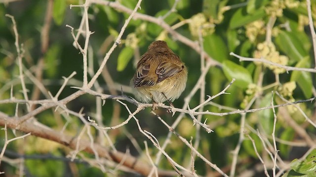 Pouillot véloce - ML644544142