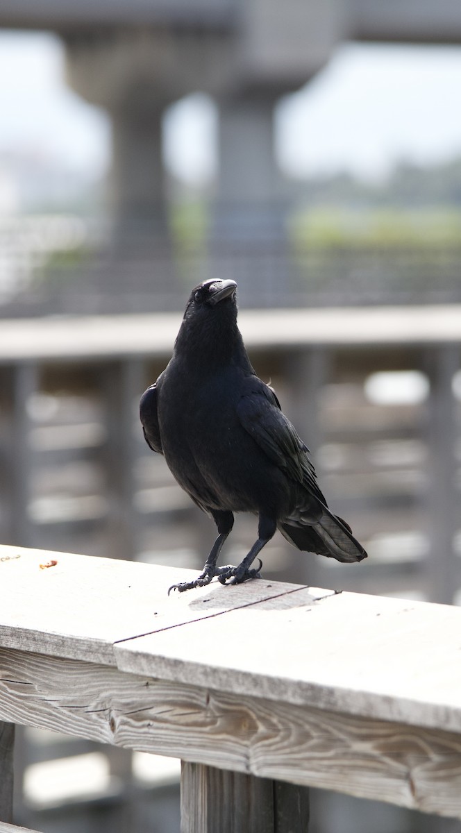 ウオガラス - ML644544148