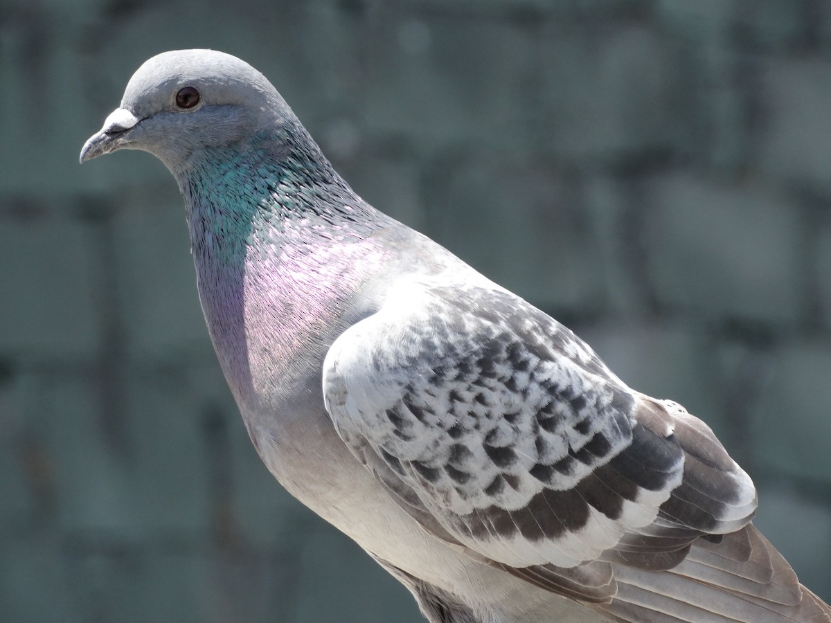 カワラバト（ドバト、家畜型） - ML644544151