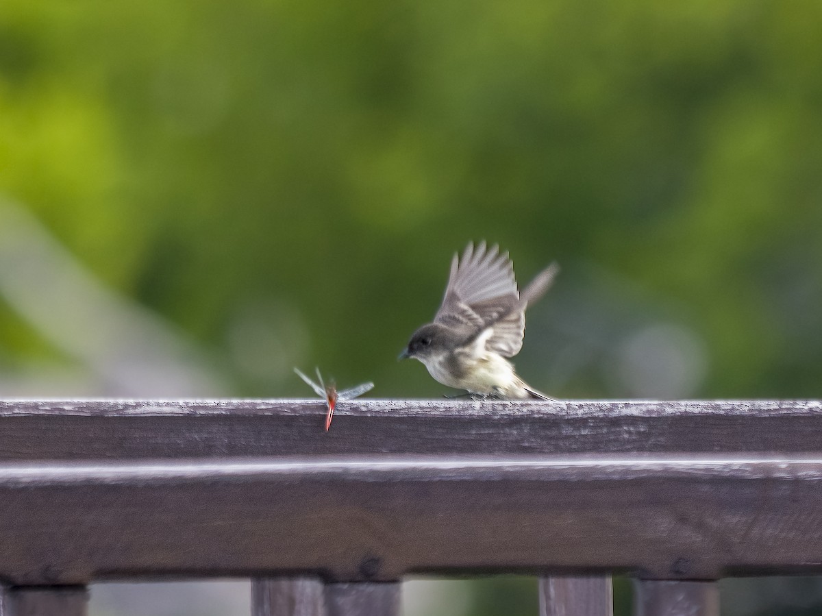 Eastern Phoebe - ML644544160