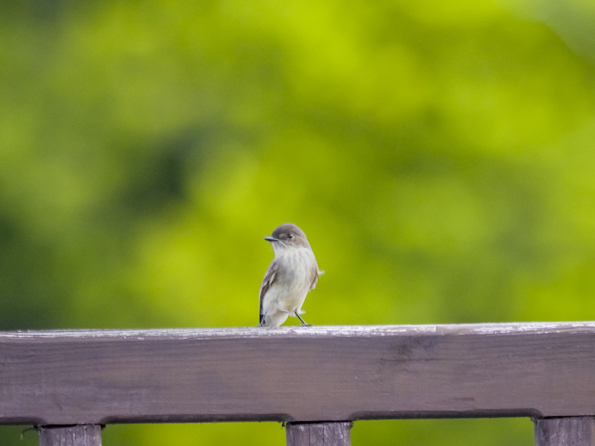 Eastern Phoebe - ML644544161