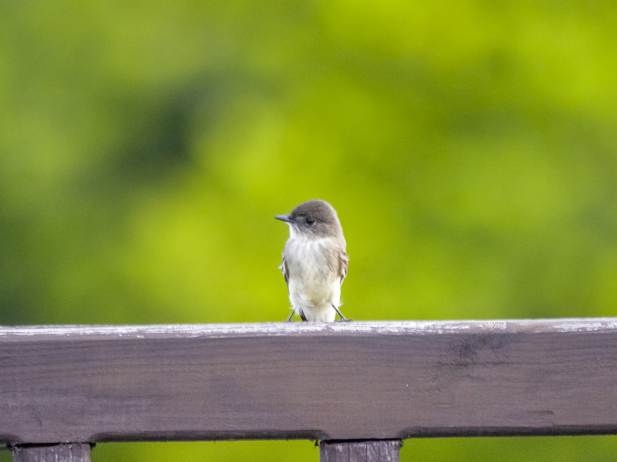 Eastern Phoebe - ML644544162