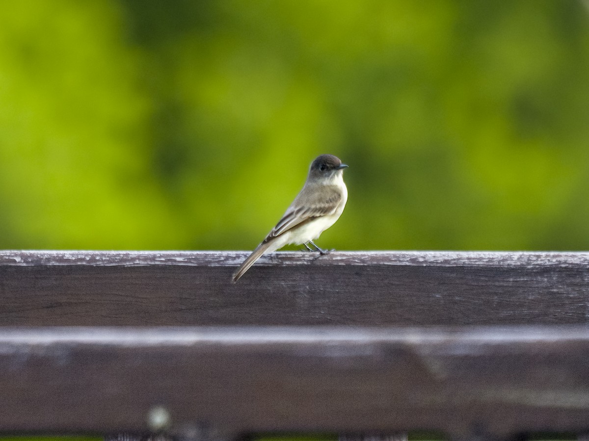 Eastern Phoebe - ML644544163