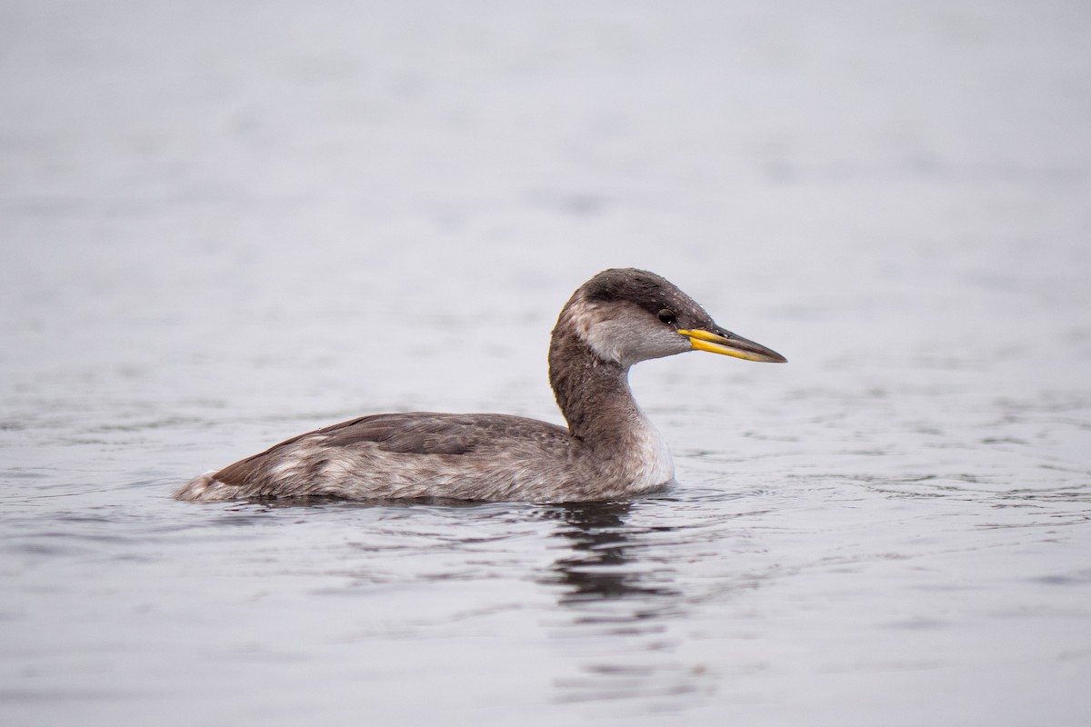Red-necked Grebe - ML644544168