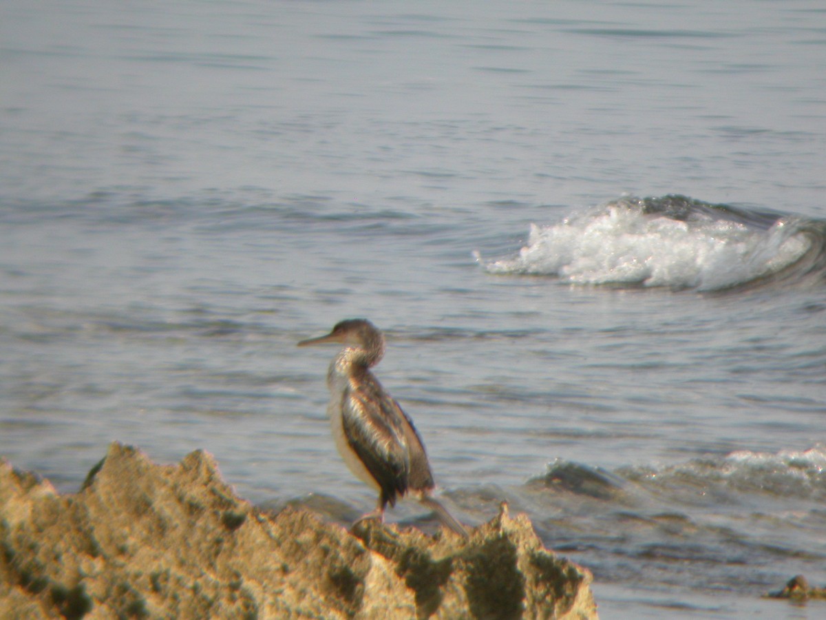 Krähenscharbe (desmarestii) - ML644544177