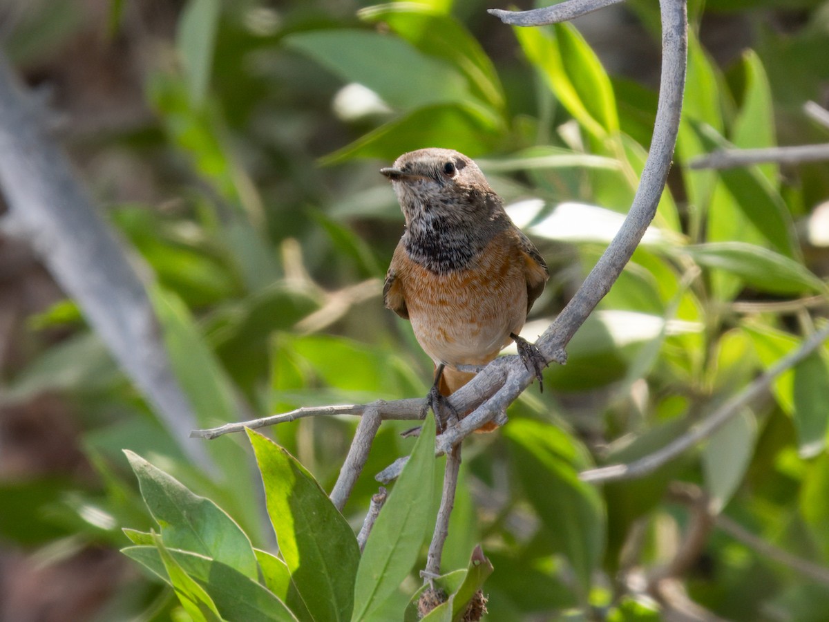 Rougequeue à front blanc - ML644544196