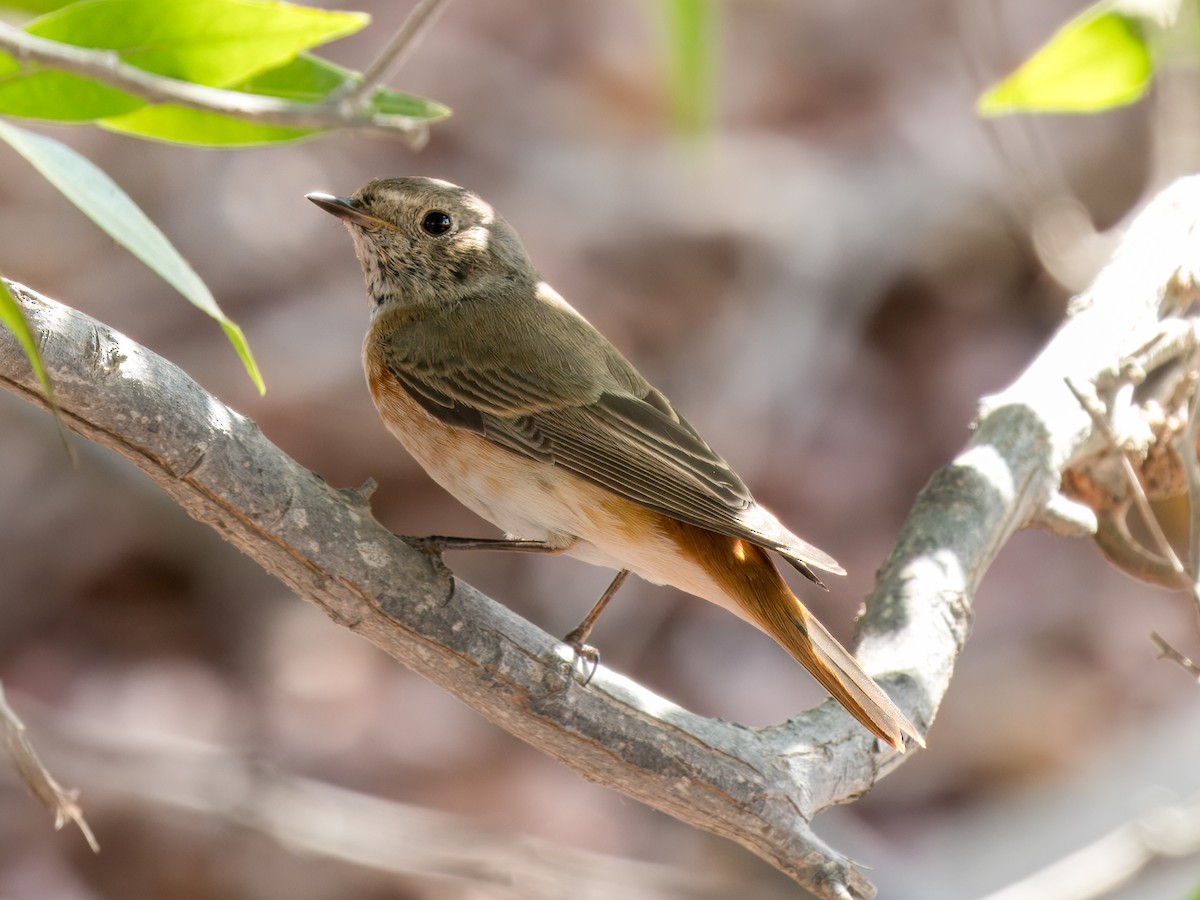 Rougequeue à front blanc - ML644544197