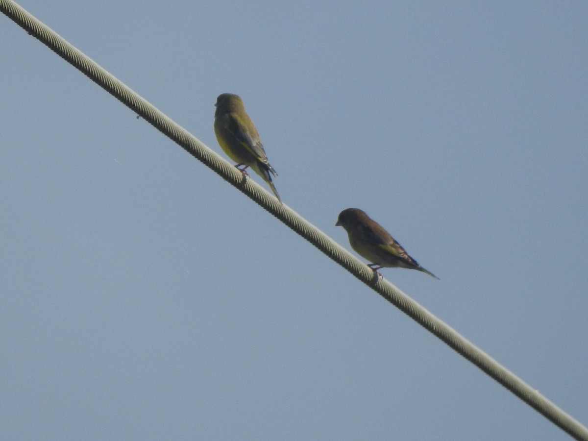 Verdier d'Europe - ML644544202