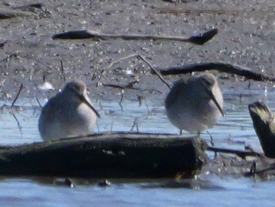 Dunlin - ML644544203