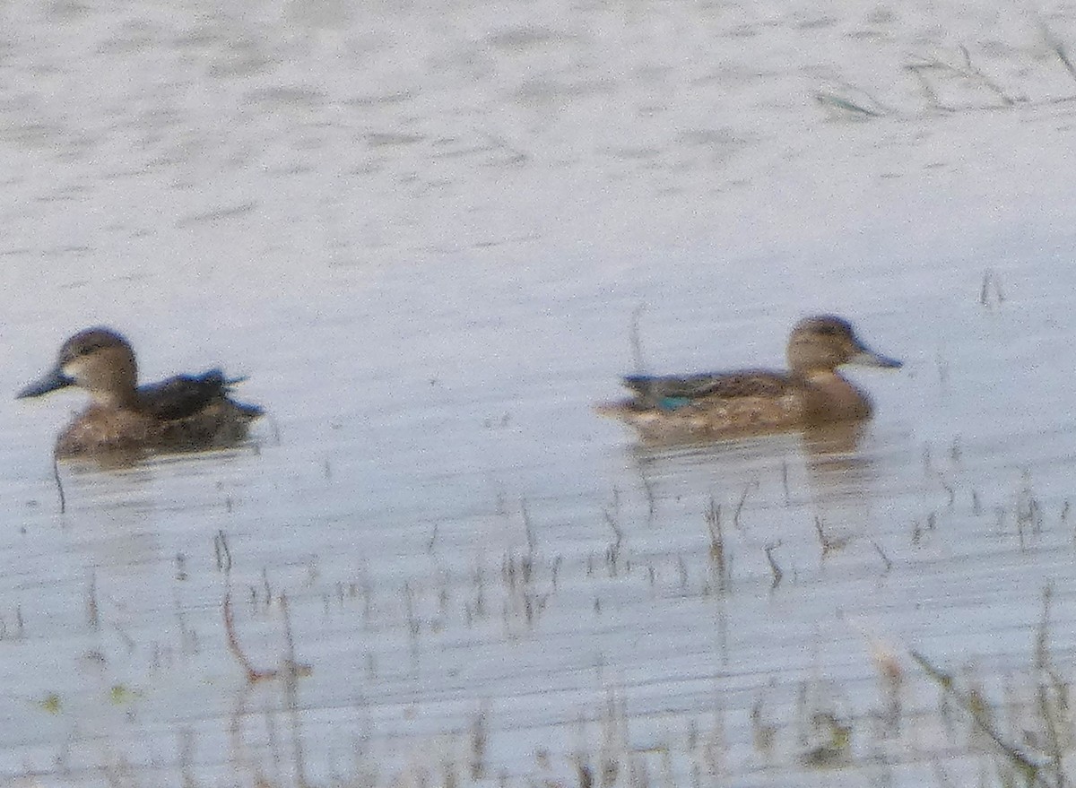 blåvingeand - ML644544204