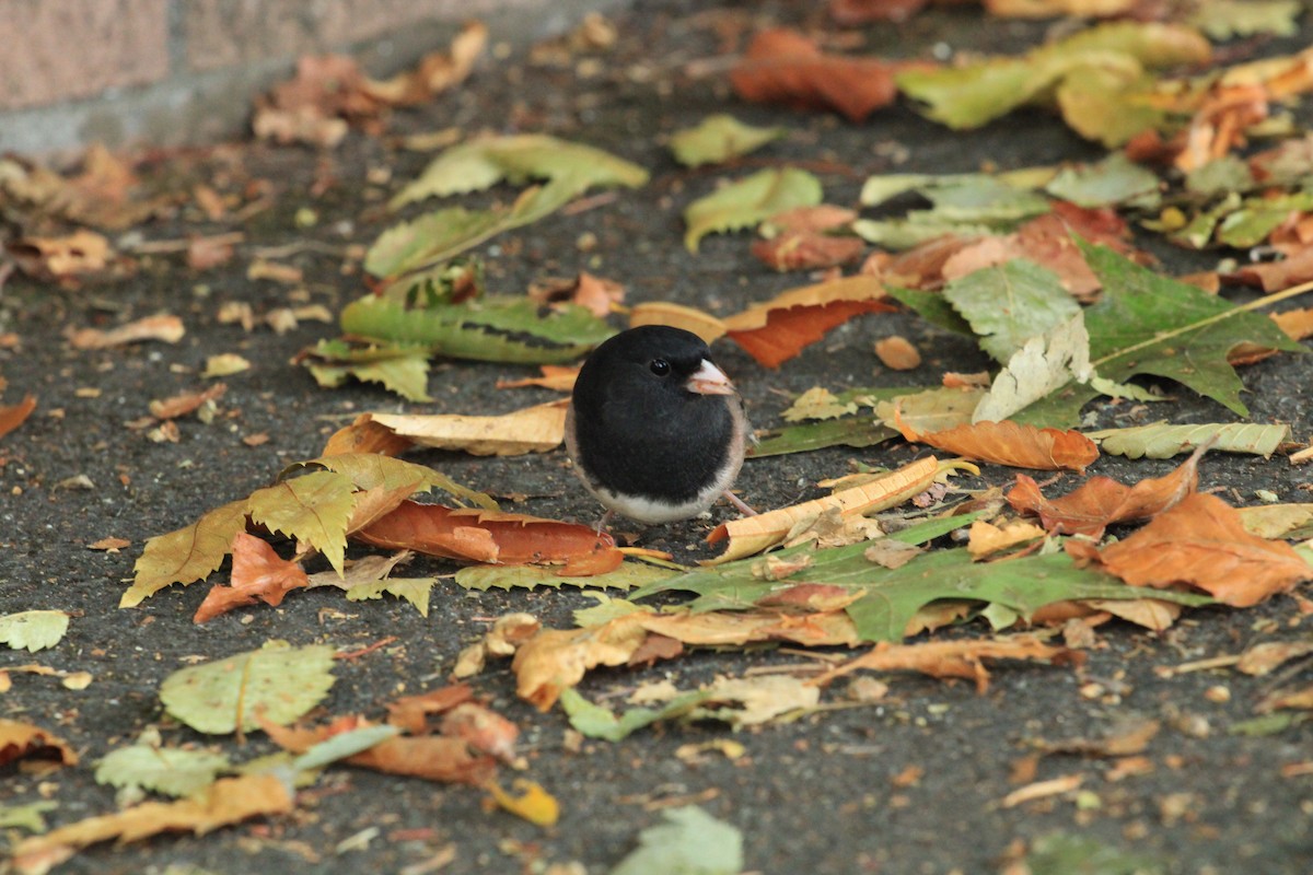 Dark-eyed Junco - ML644544205