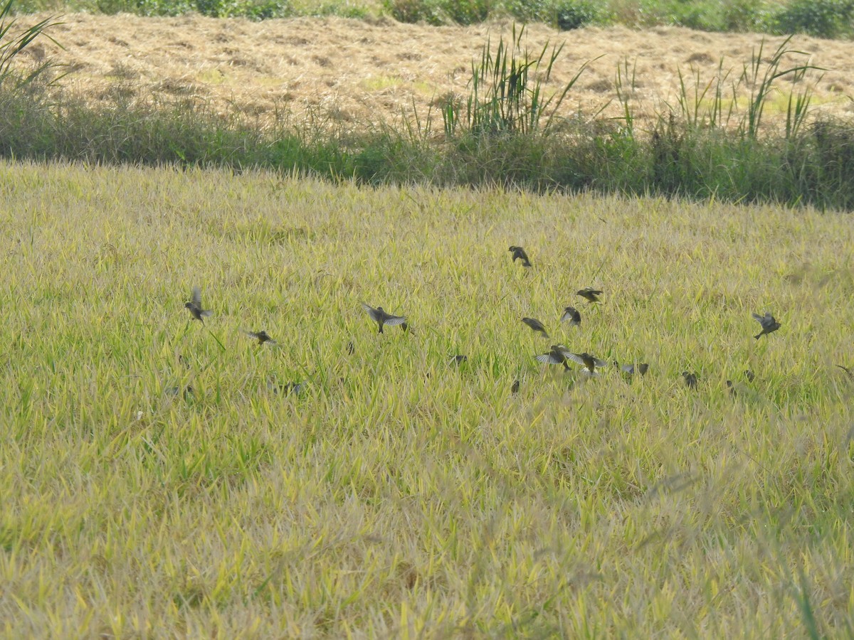 Verdier d'Europe - ML644544208