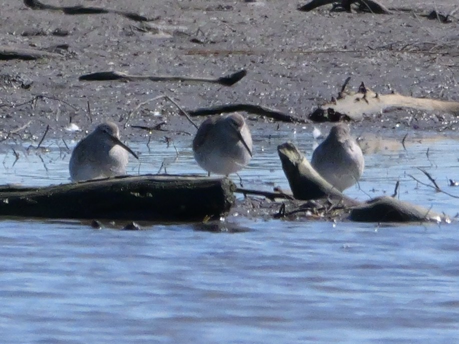 Dunlin - ML644544209