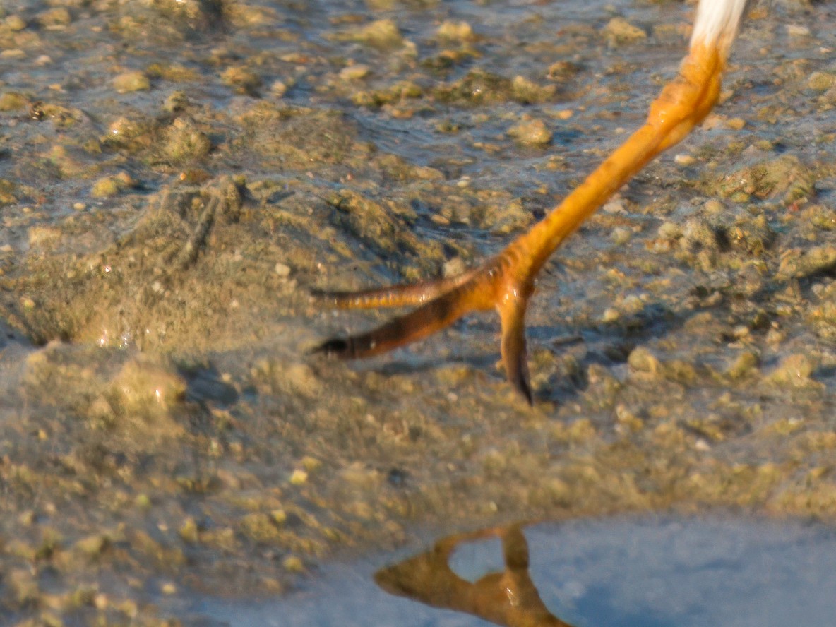 Common Ringed Plover - ML644544225