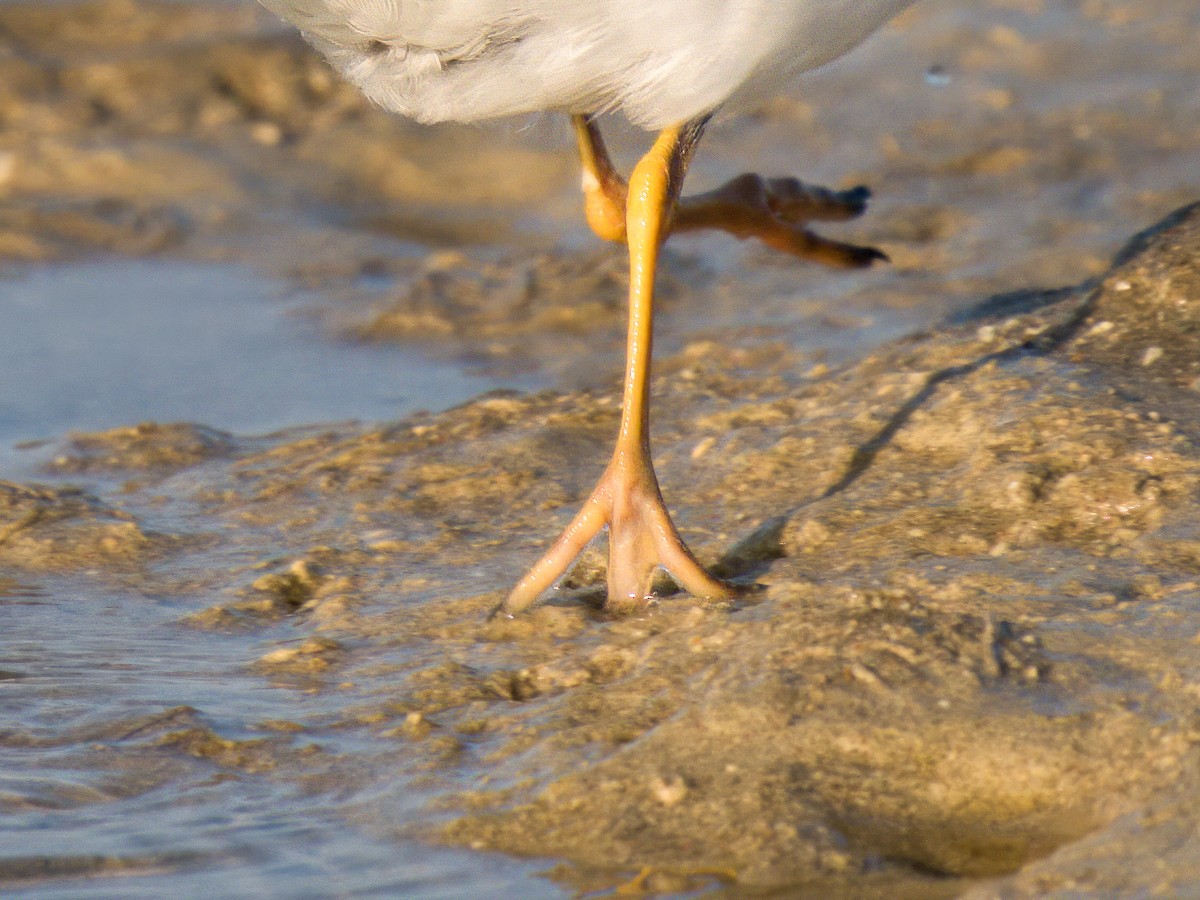 Common Ringed Plover - ML644544234