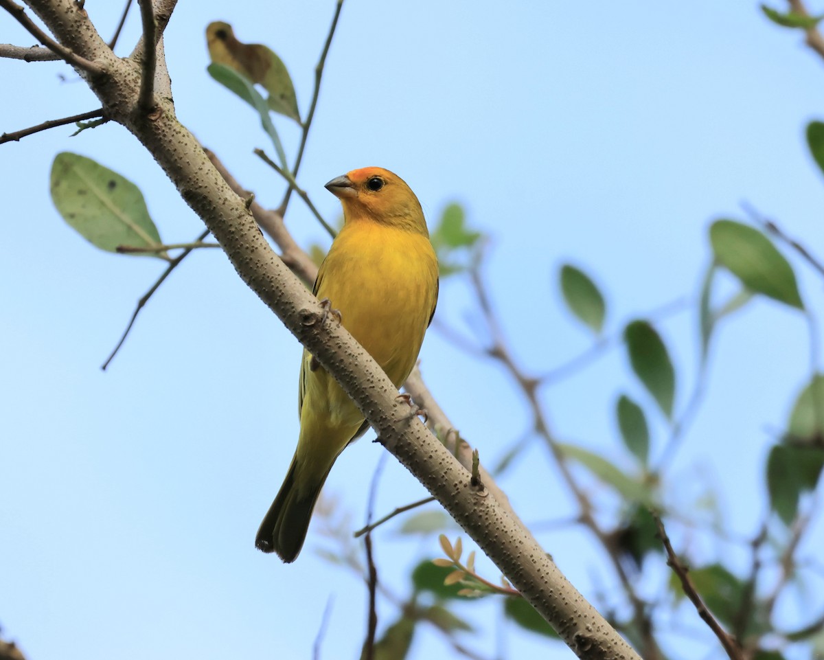 Saffron Finch - ML644544235