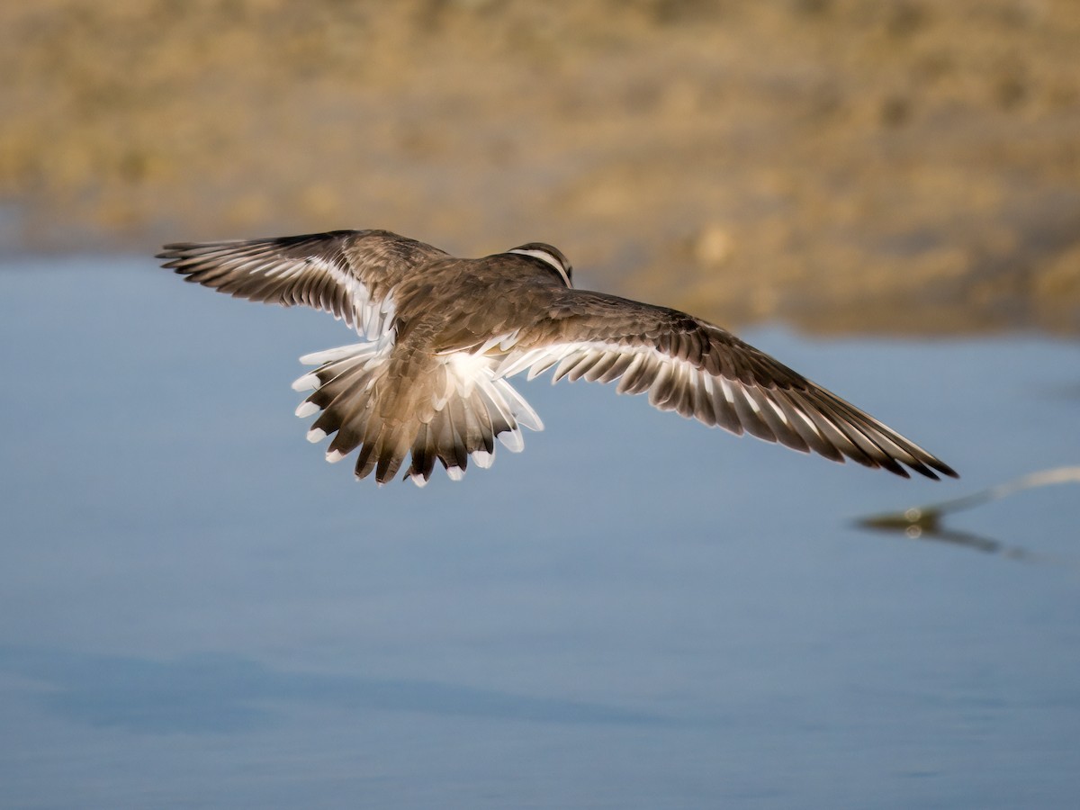 Common Ringed Plover - ML644544236