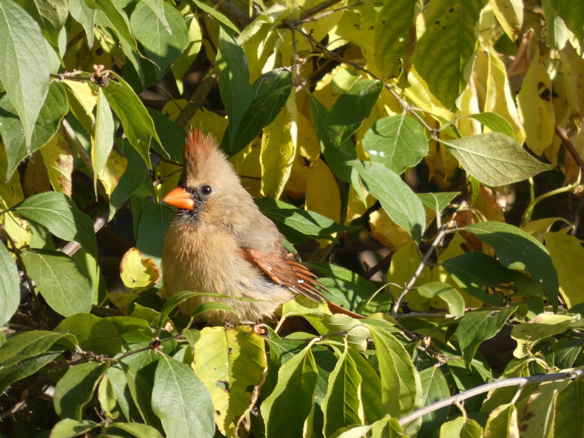 Northern Cardinal - ML644544239
