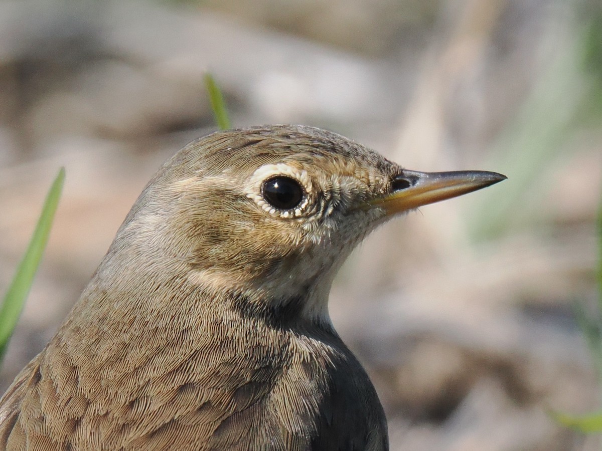 American Pipit - ML644544244