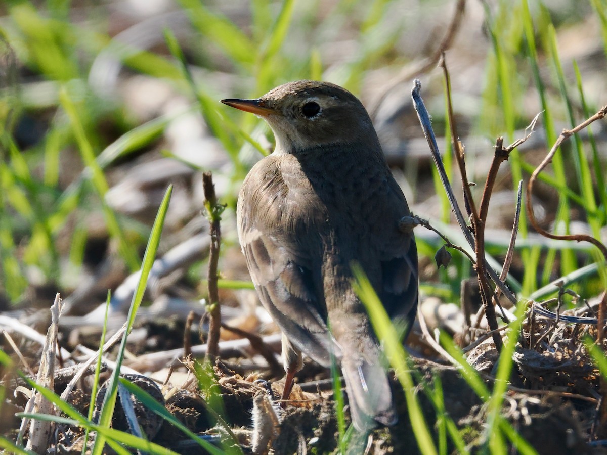 American Pipit - ML644544245