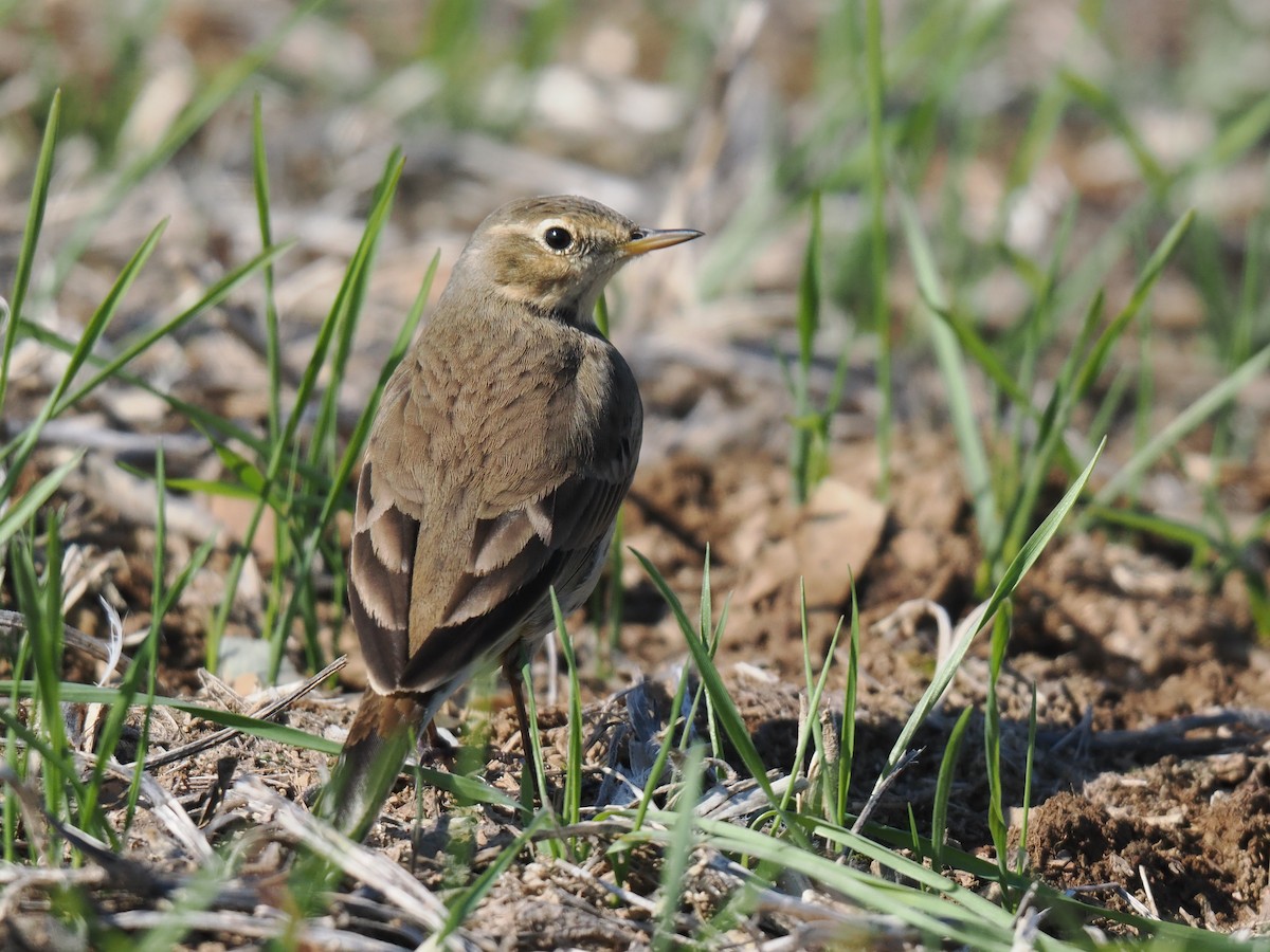 American Pipit - ML644544246
