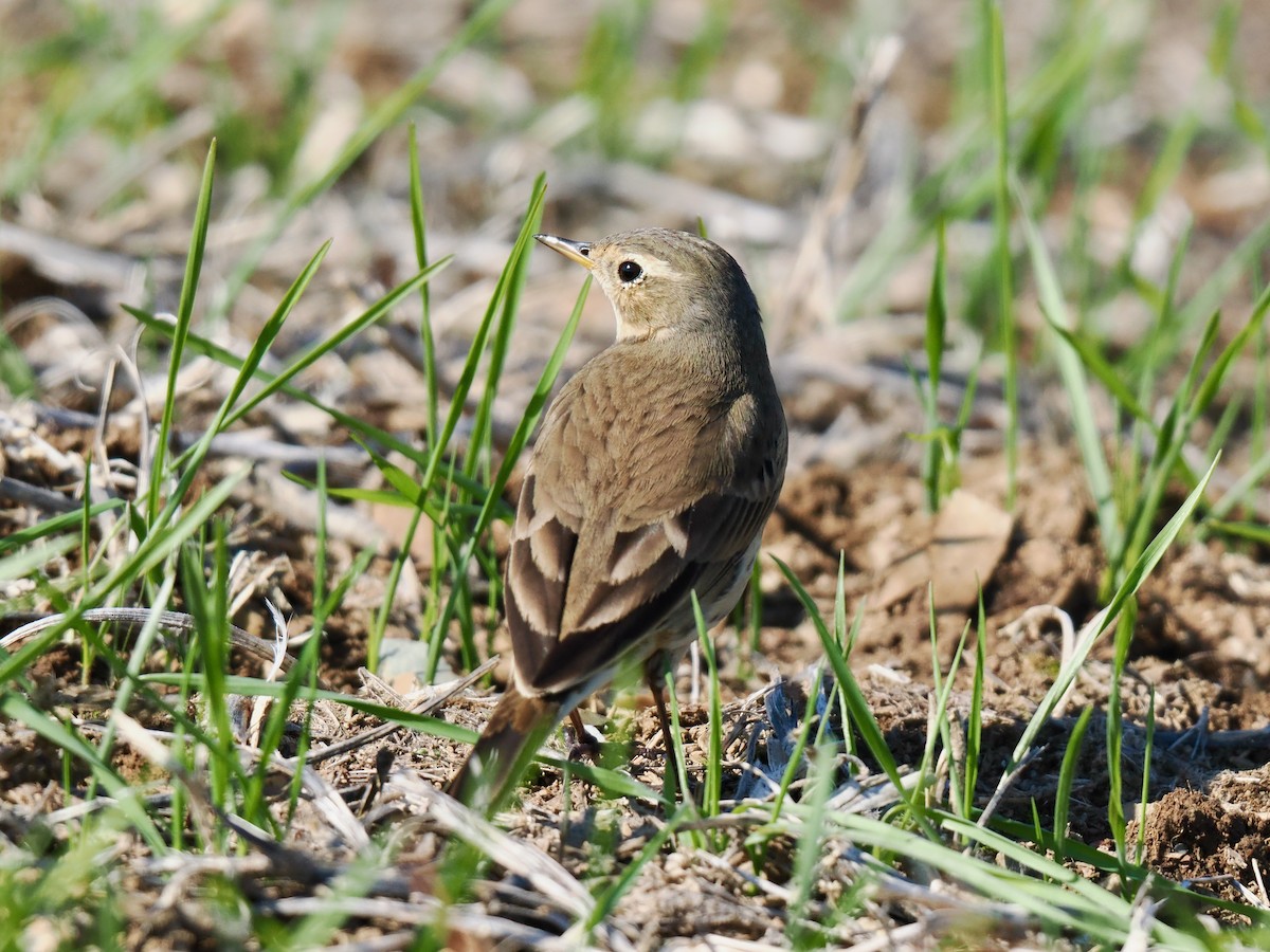 American Pipit - ML644544247