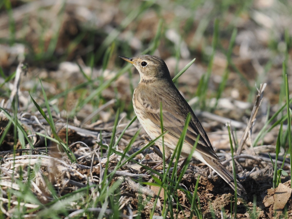 American Pipit - ML644544248