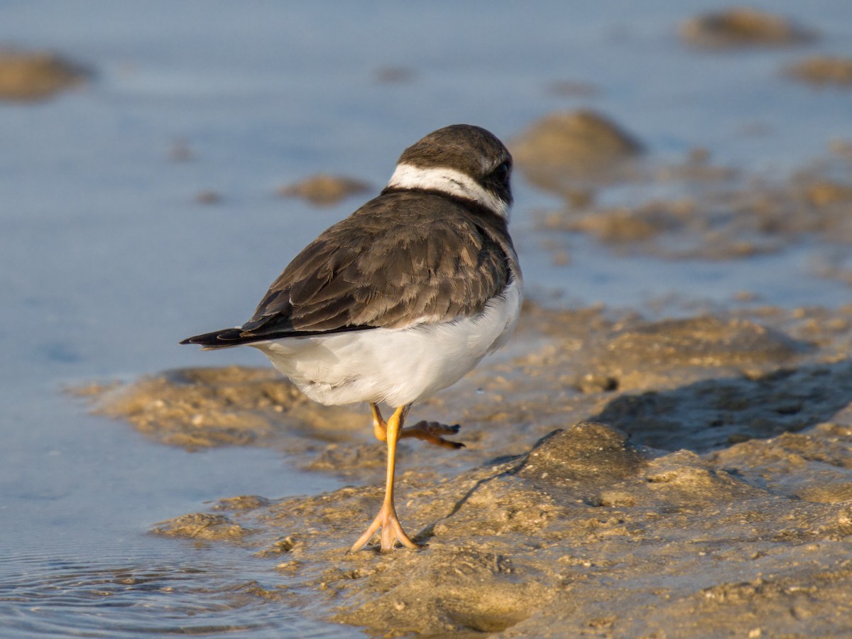 Common Ringed Plover - ML644544249