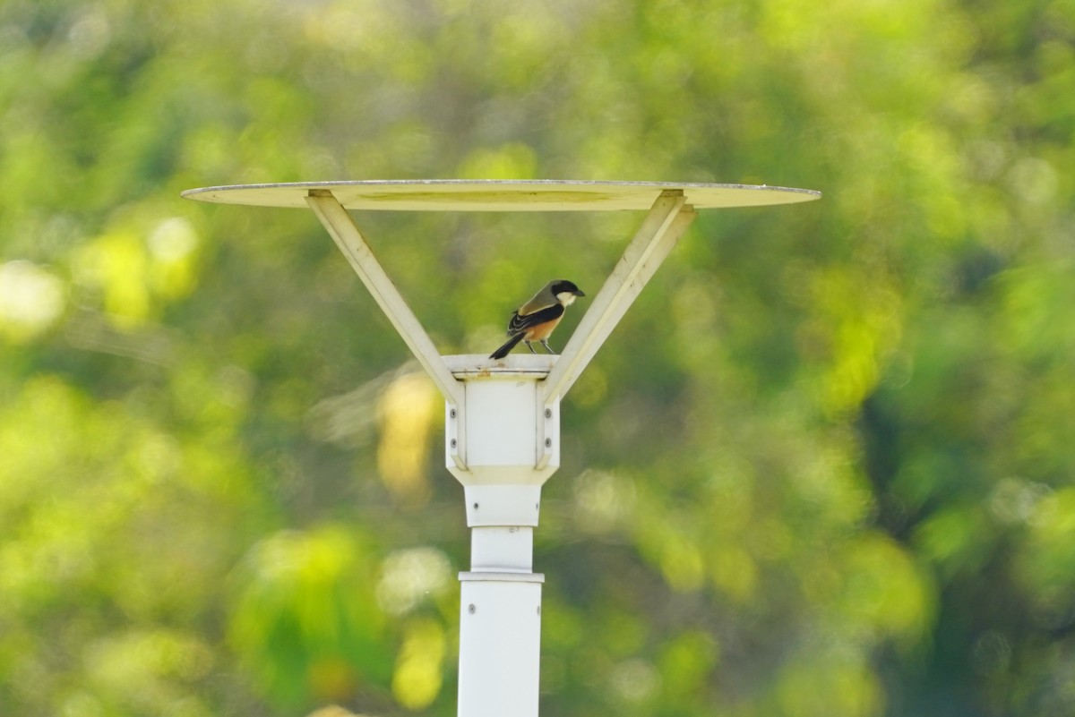 Long-tailed Shrike - ML644544250