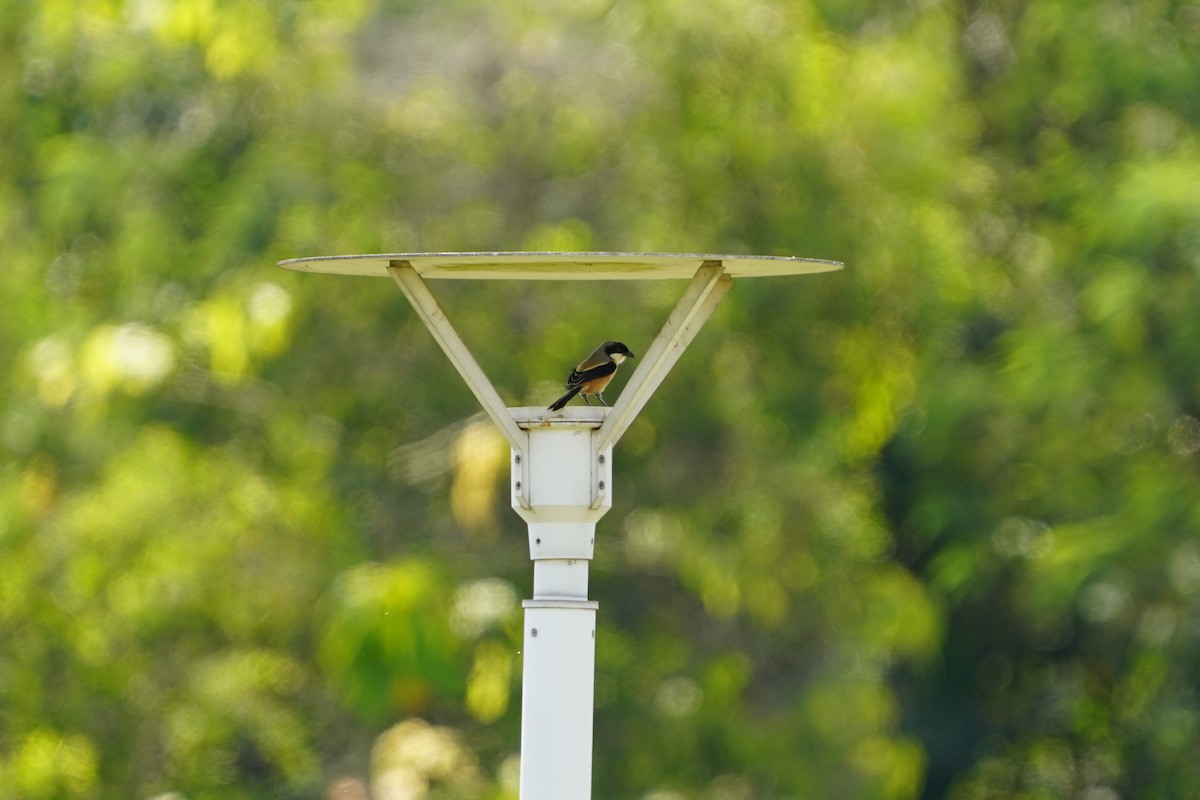 Long-tailed Shrike - ML644544251