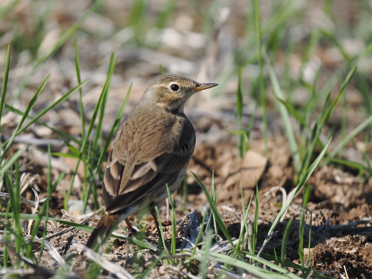 American Pipit - ML644544252
