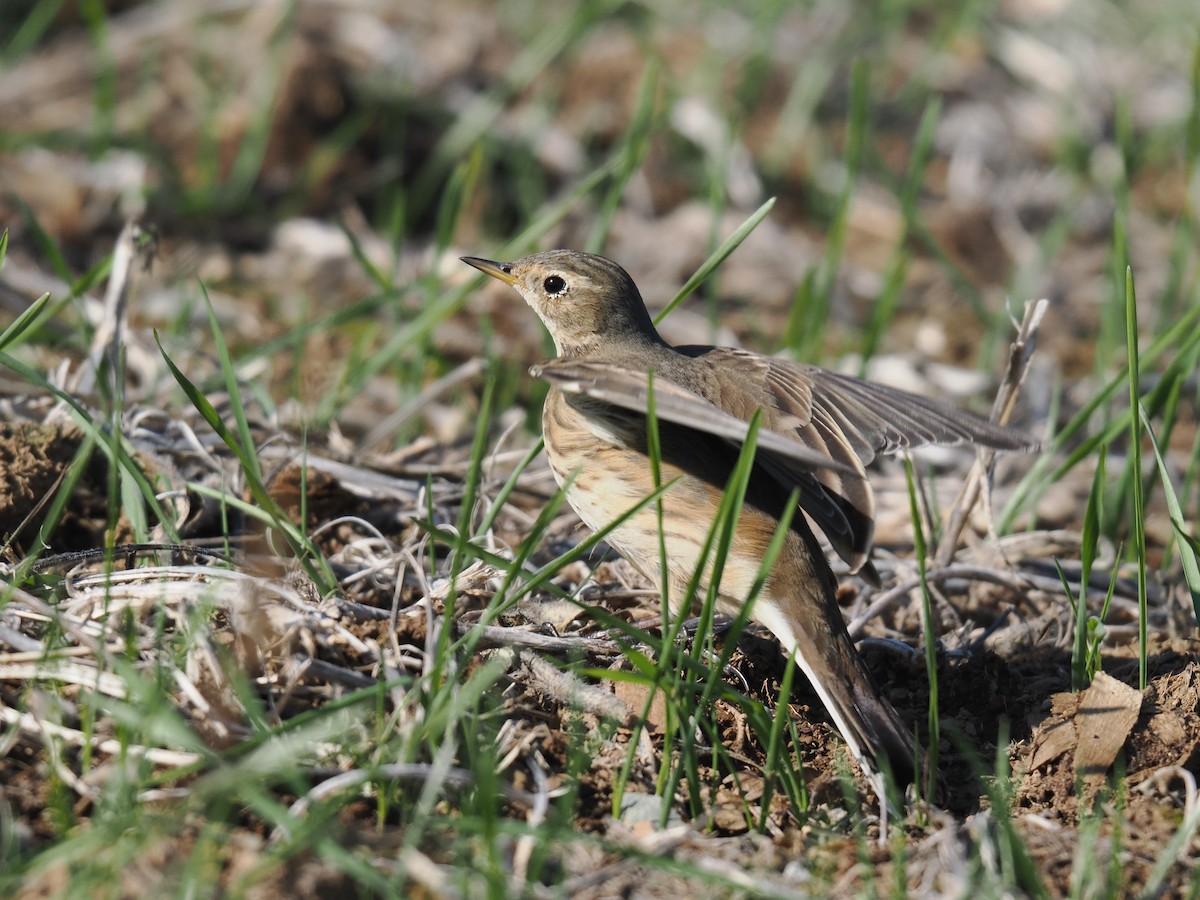 American Pipit - ML644544253