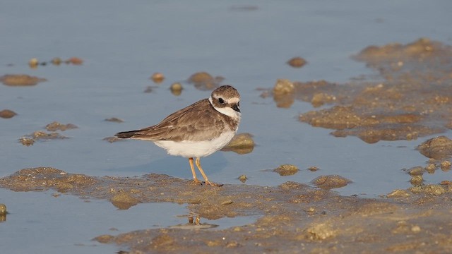 Common Ringed Plover - ML644544254