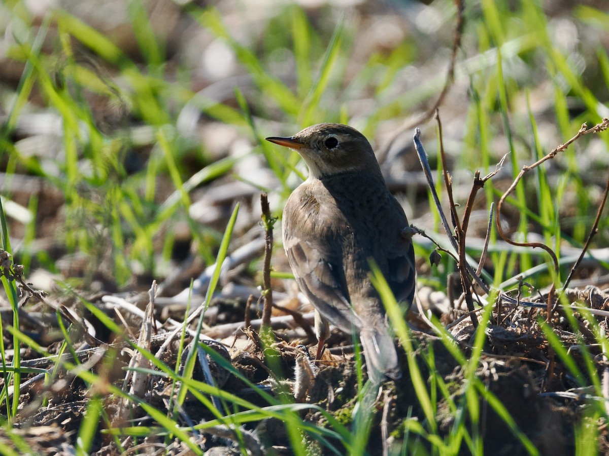 American Pipit - ML644544258