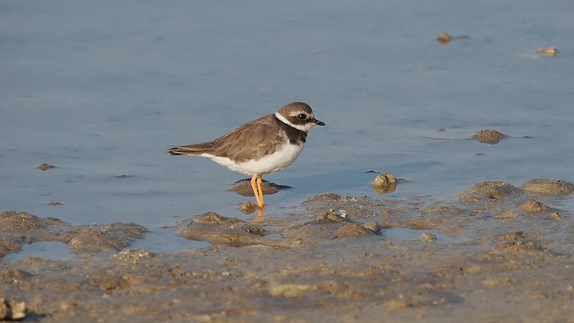 Common Ringed Plover - ML644544259