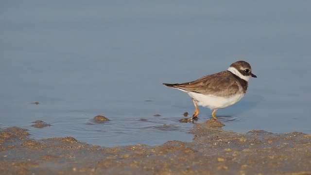 Common Ringed Plover - ML644544262