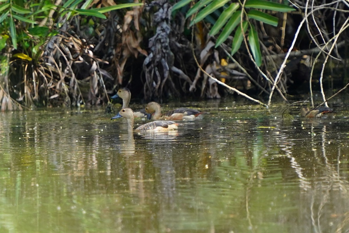 Модны анхир - ML644544263