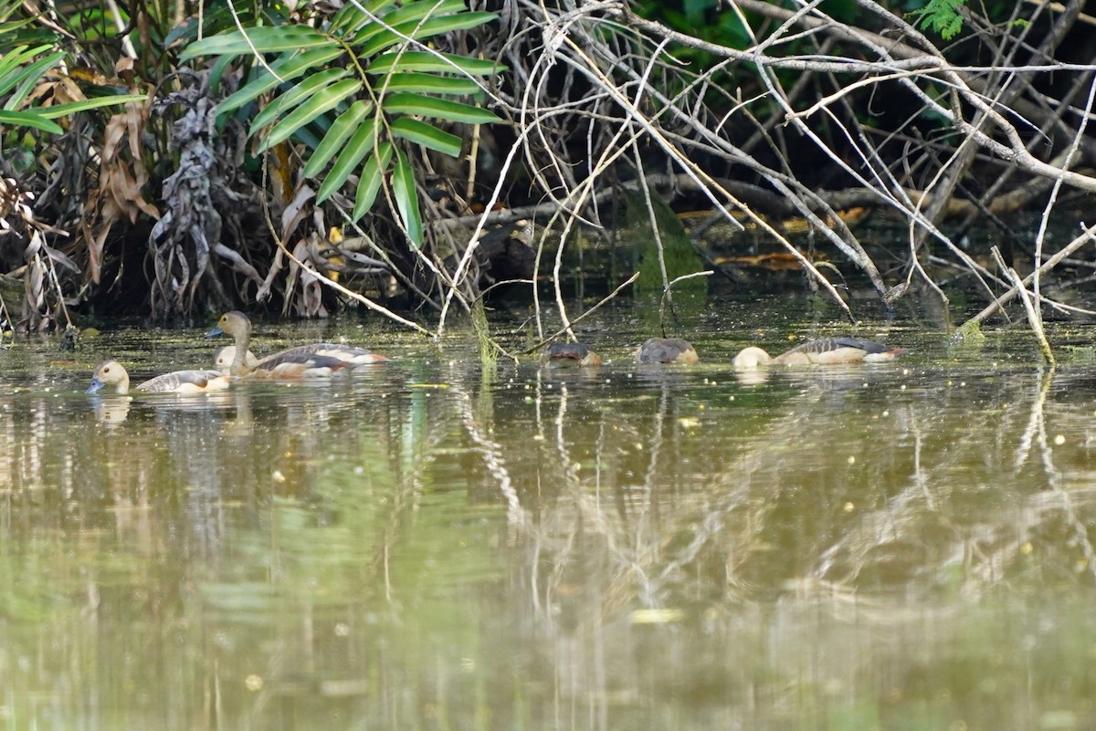 Модны анхир - ML644544264