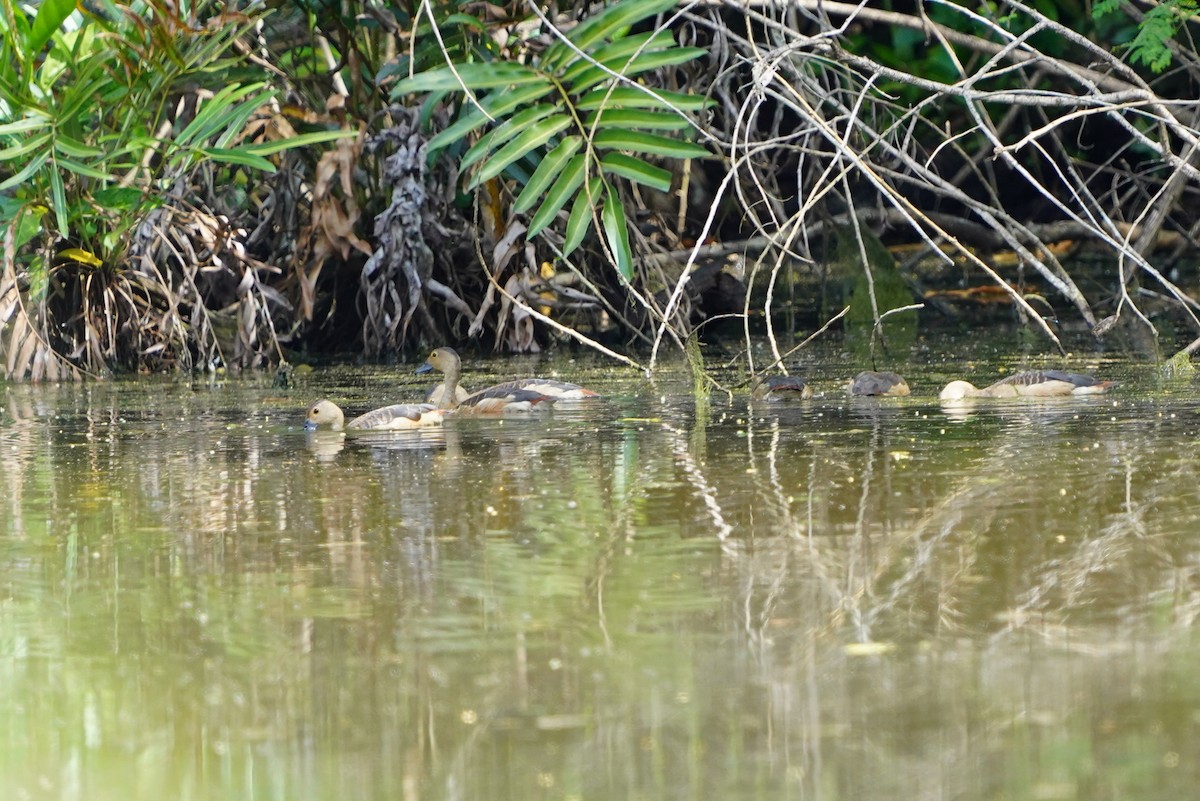 Модны анхир - ML644544265