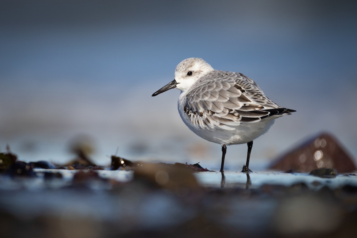 Sanderling - ML644544268