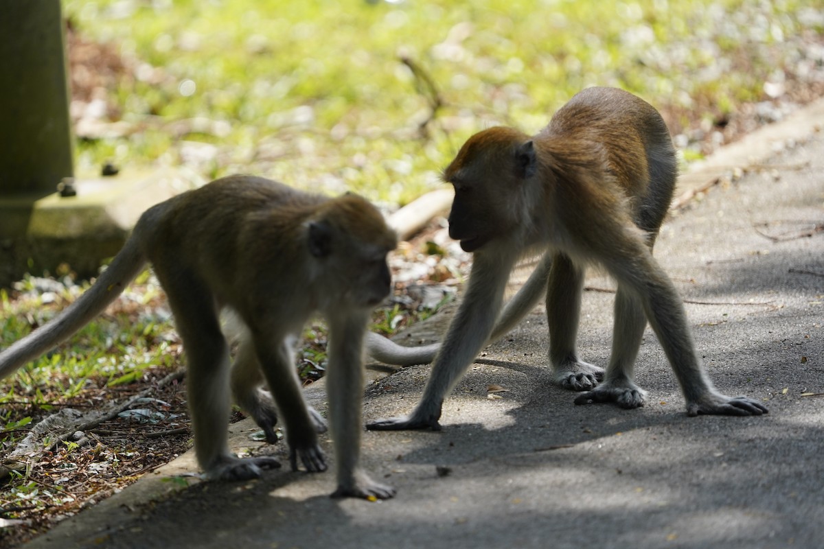 Long-tailed Macaque - ML644544272