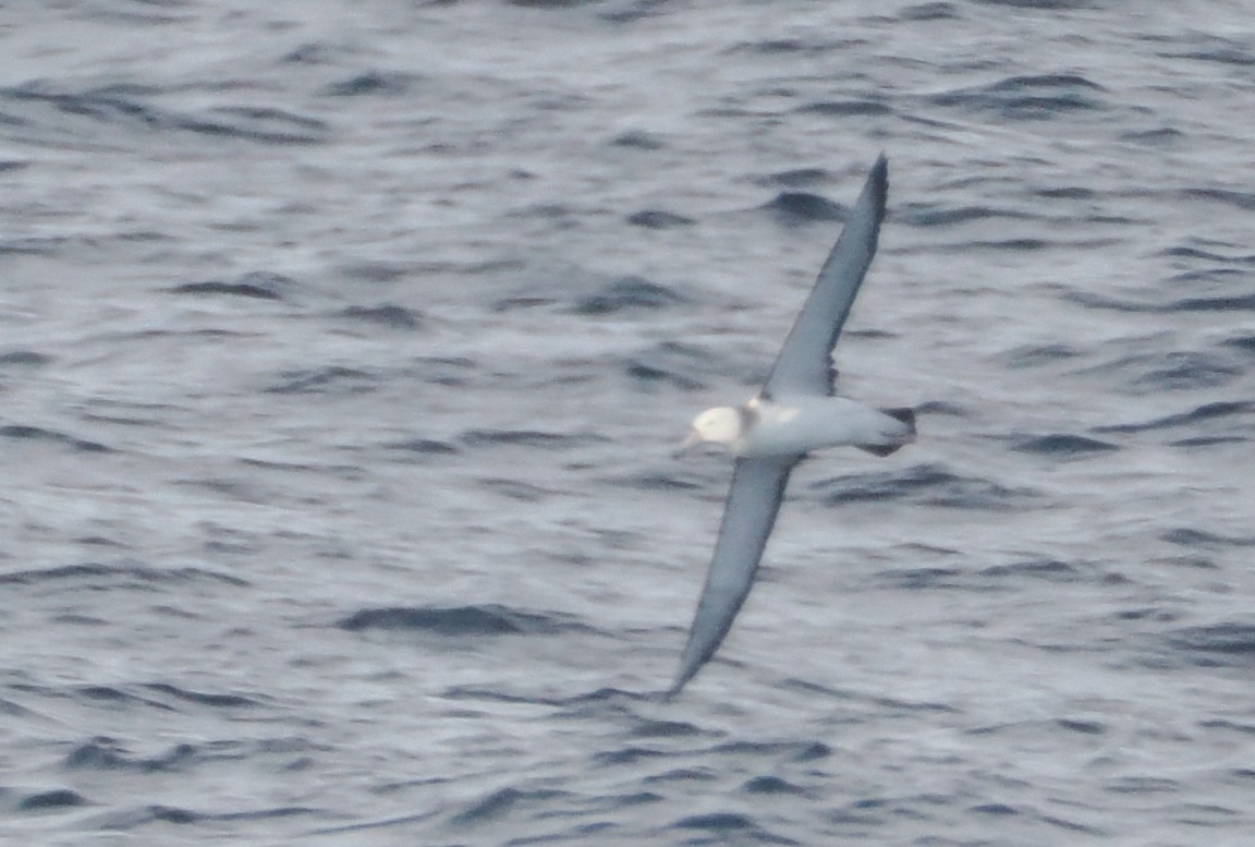 White-capped Albatross - ML644544293