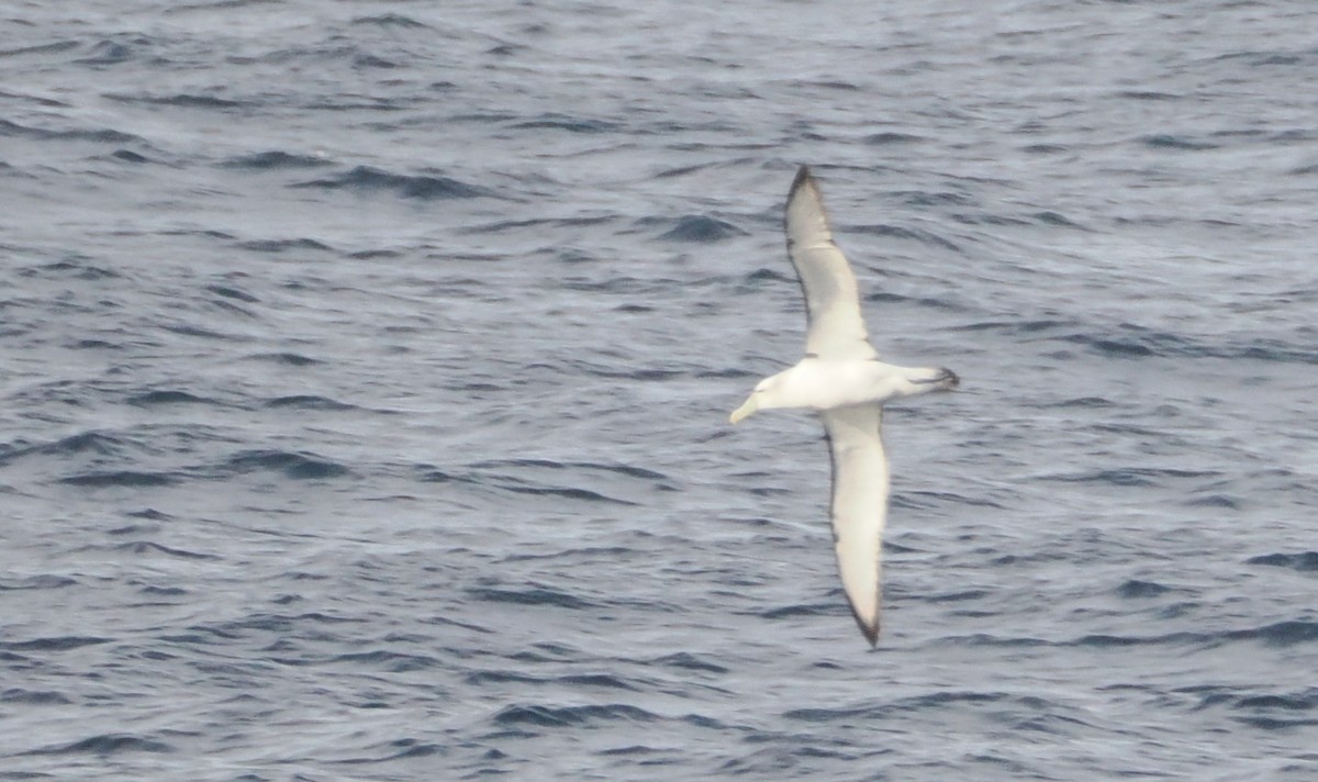 White-capped Albatross - ML644544294