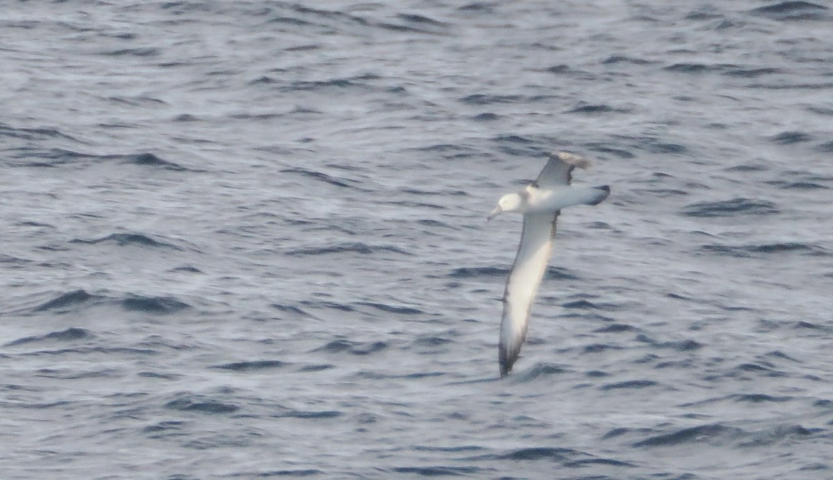 White-capped Albatross - ML644544295