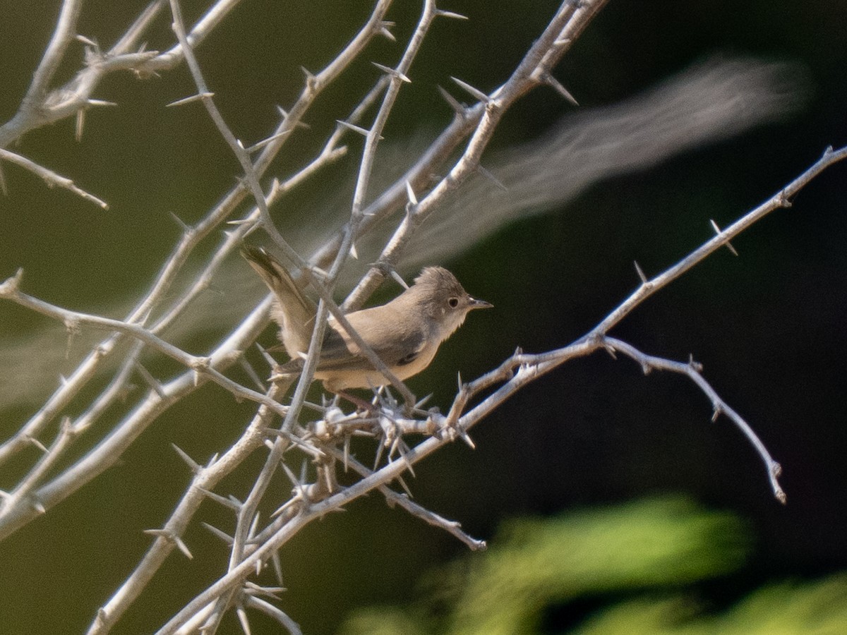 Eastern Subalpine Warbler - ML644544301