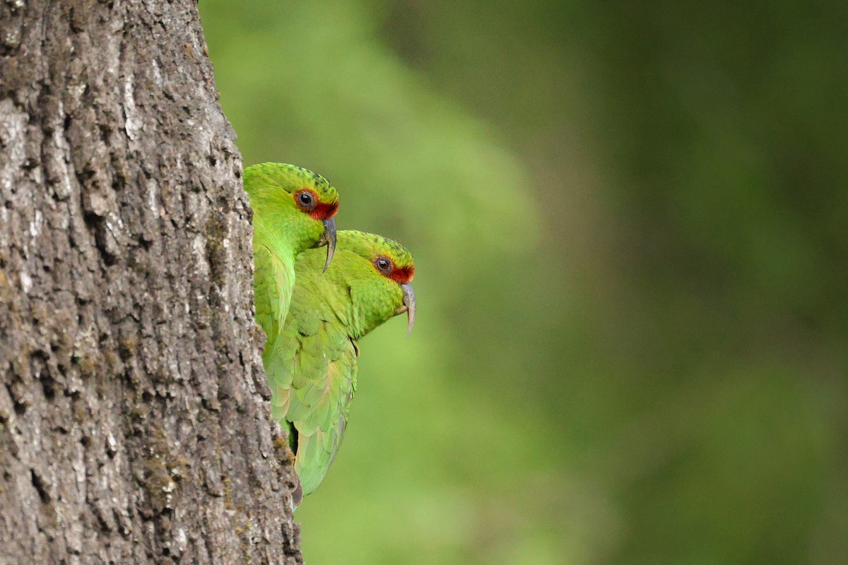 kogna dlouhozobý - ML644544313