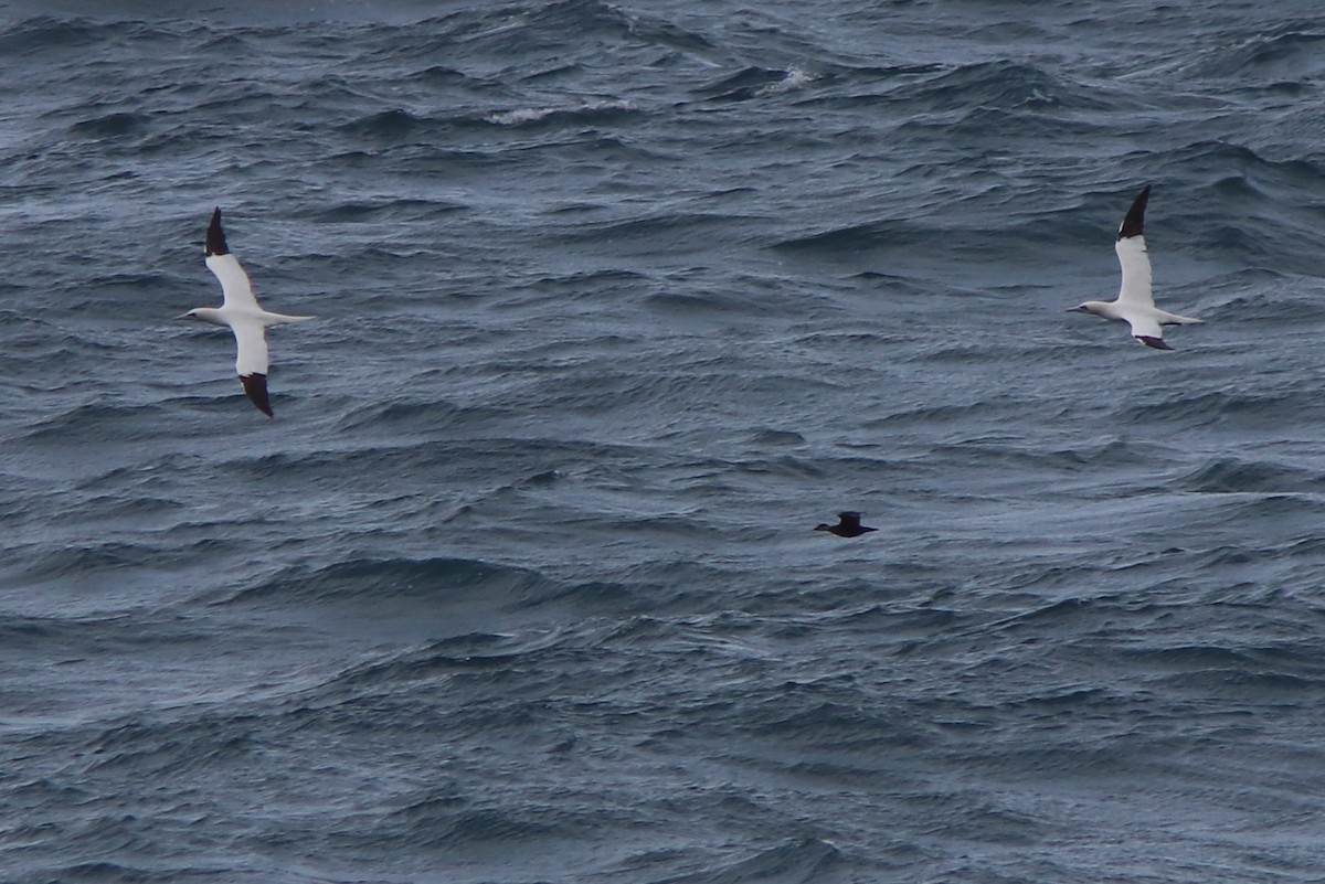 Common Scoter - ML644544323